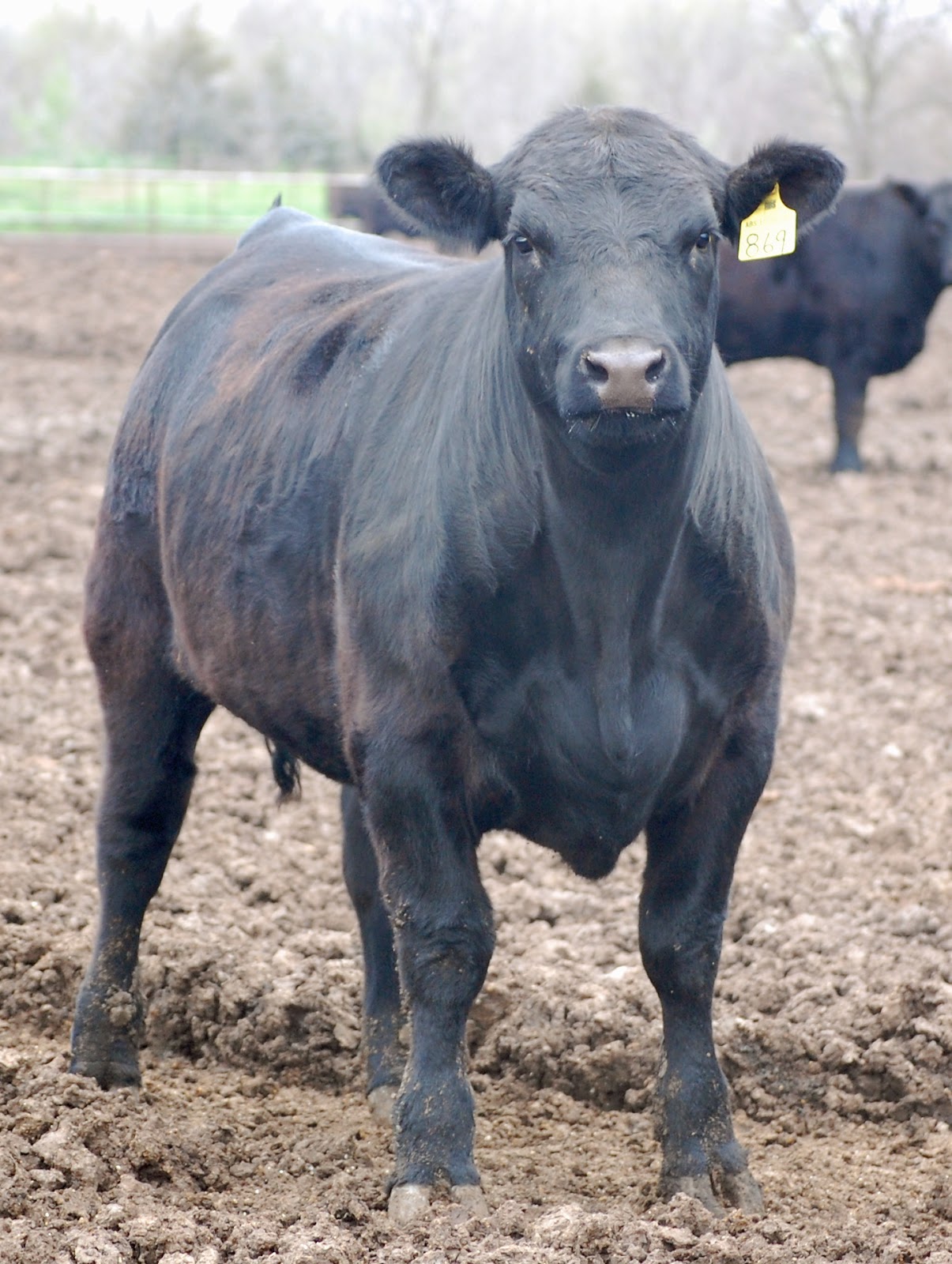 Peters Cattle Fat Cattle