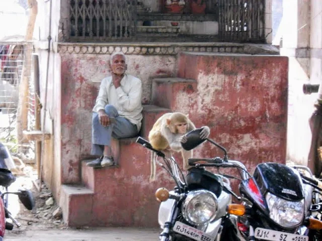 Monkey looking in the mirror of a motorcycle while a man looks on in Jaipur India