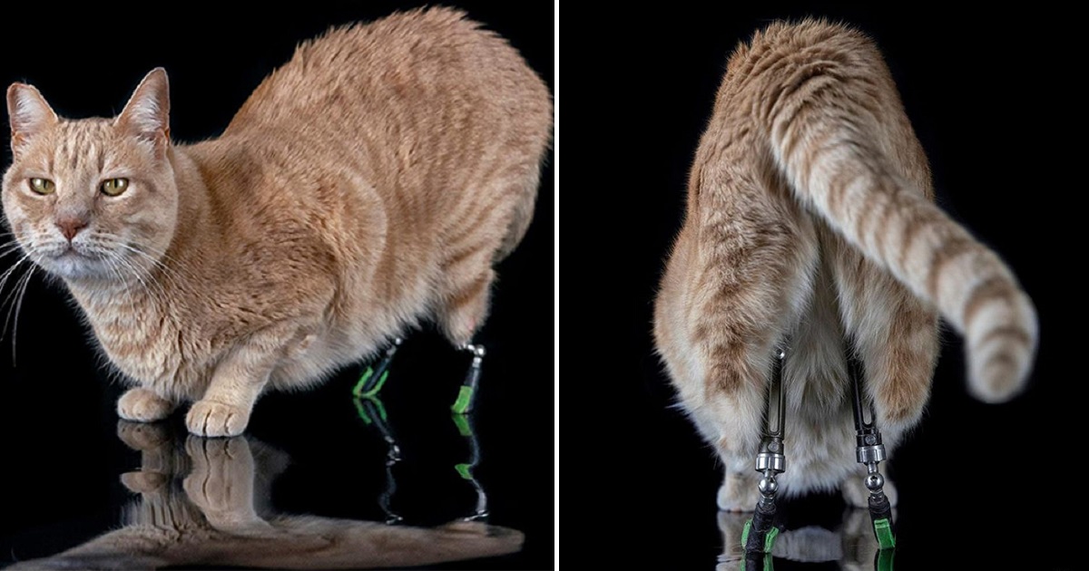 Cat Got Hit By A Car, Lost Its Back Legs, And Has Now Two Prosthetic Ones