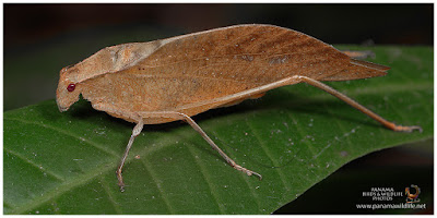 Katydid or Bush Cricket (Phaneropterinae)