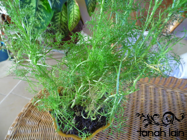 Mis plantas de sol y sombra