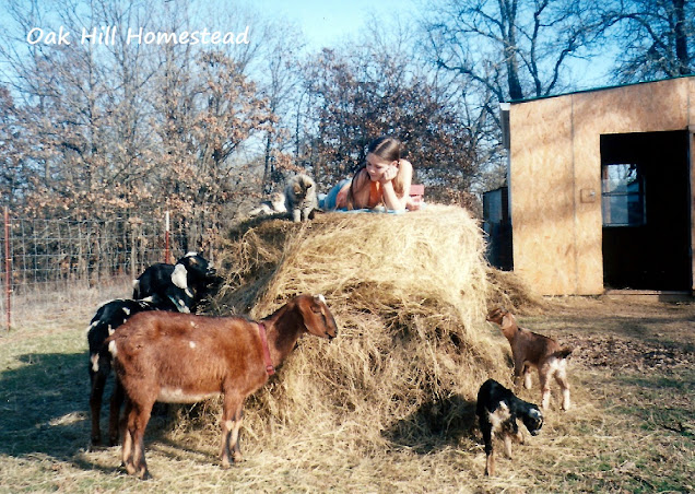 Girl and her cat on top of a round hay bale, with goats below