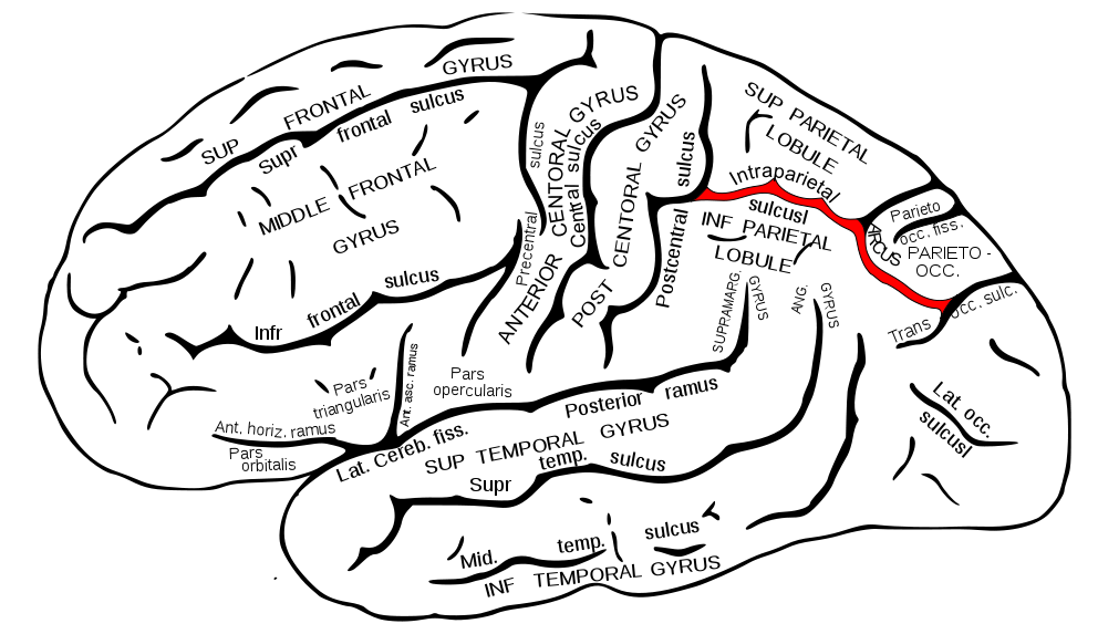図：頭頂間溝