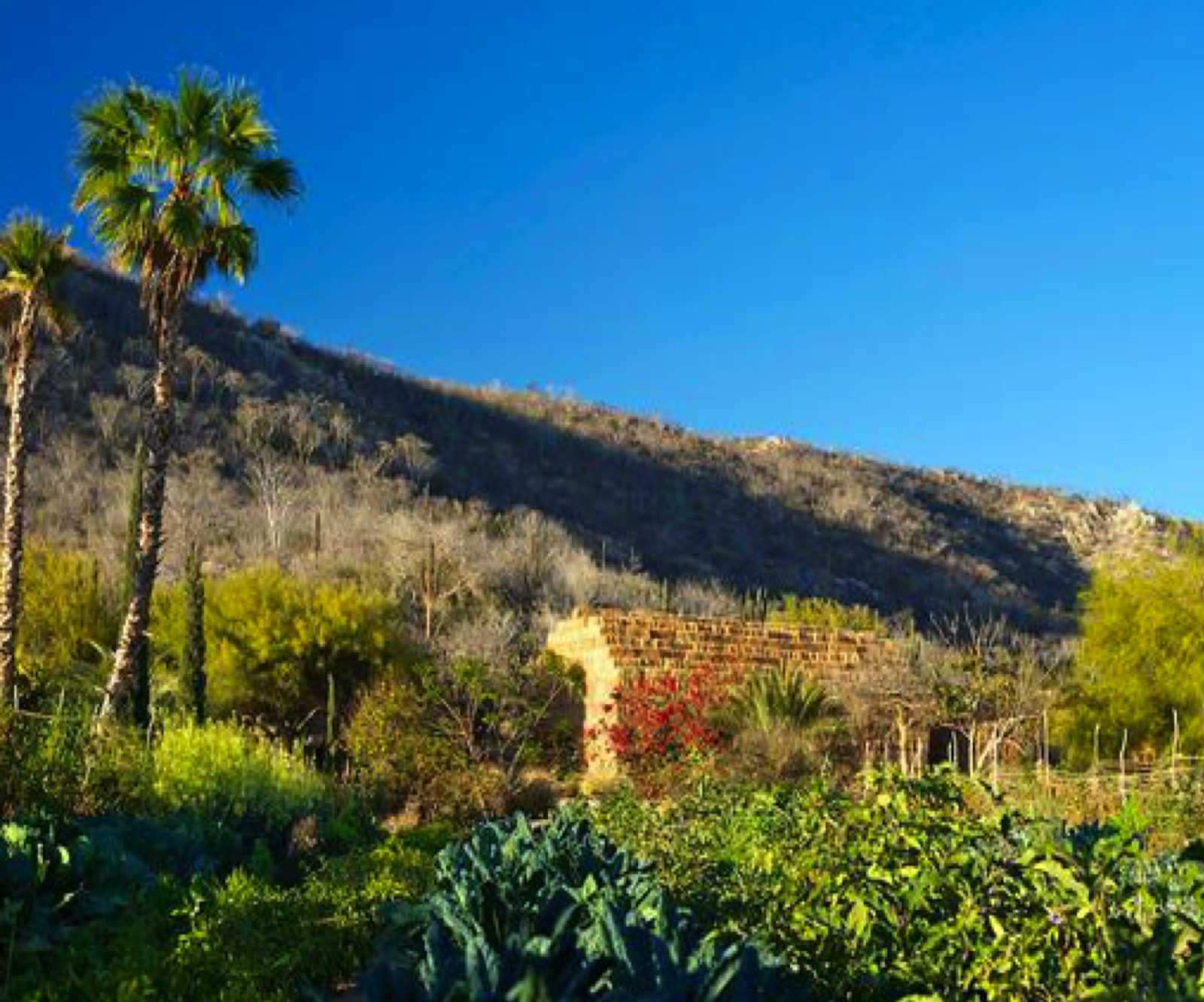 Go Here // Flora Farms, Los Cabos Holtwood Hipster