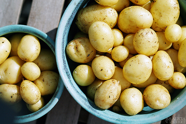 Grow potatoes in a bucket, photo by Alicia Sivertsson. odla potatis på balkong i hink aliciasivert alicia sivert odling balkongodling