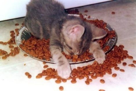cat-in-food-bowl.jpg
