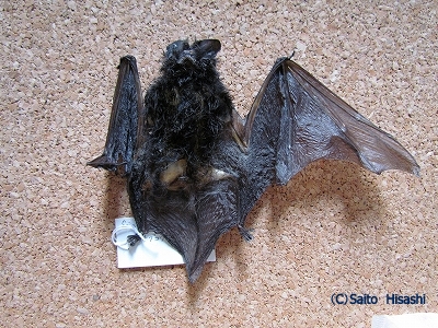北海道野生動物研究グループ チチブコウモリの剥製