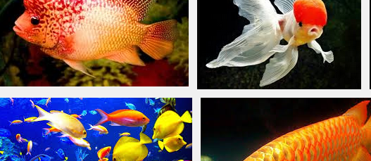 Jenis Ikan Hias Air Tawar Paling Cantik Serta Harganya