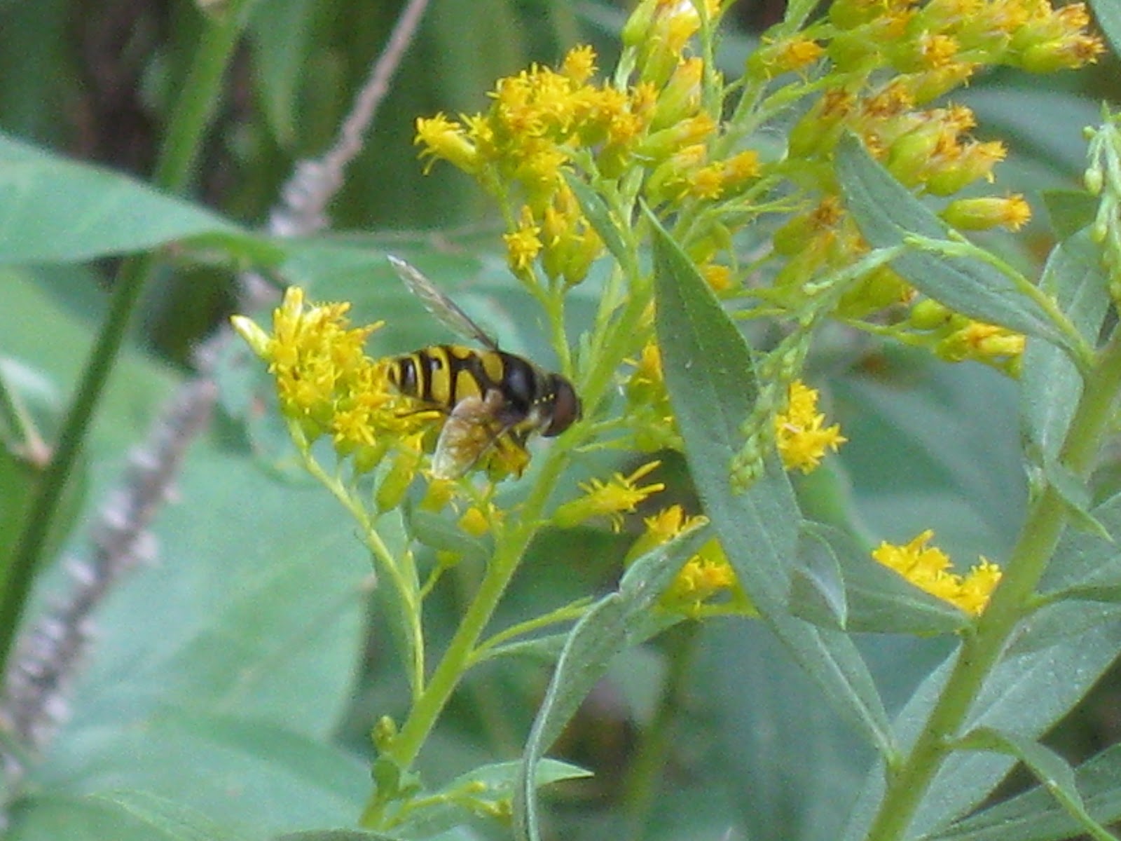Capital Naturalist by Alonso Abugattas Goldenrod Safari