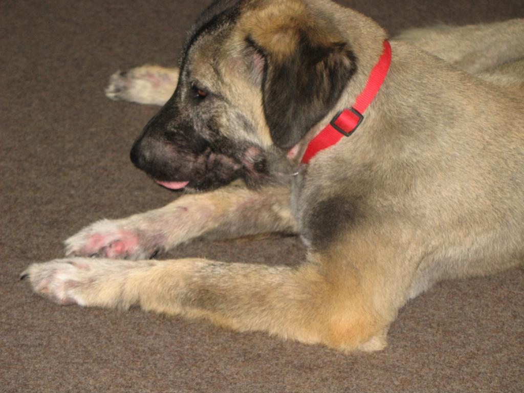 Überraschungspaket Hund ein Hundeblog der zeigt, wie unterschiedlich