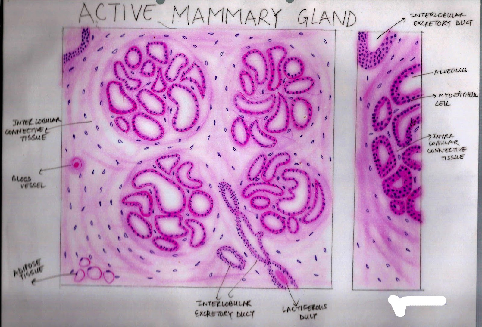 Histology Image Female Reproductive System Ii