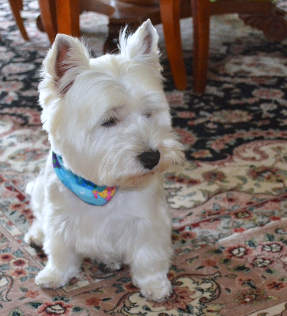 westie-julep-newly-groomed-westies-things-i-made