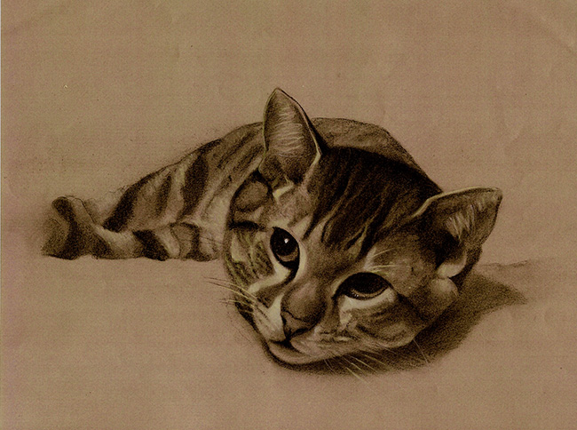 Retrato de Nica a carboncillo. Eva Carballares Retrato de gato atigrado tumbado