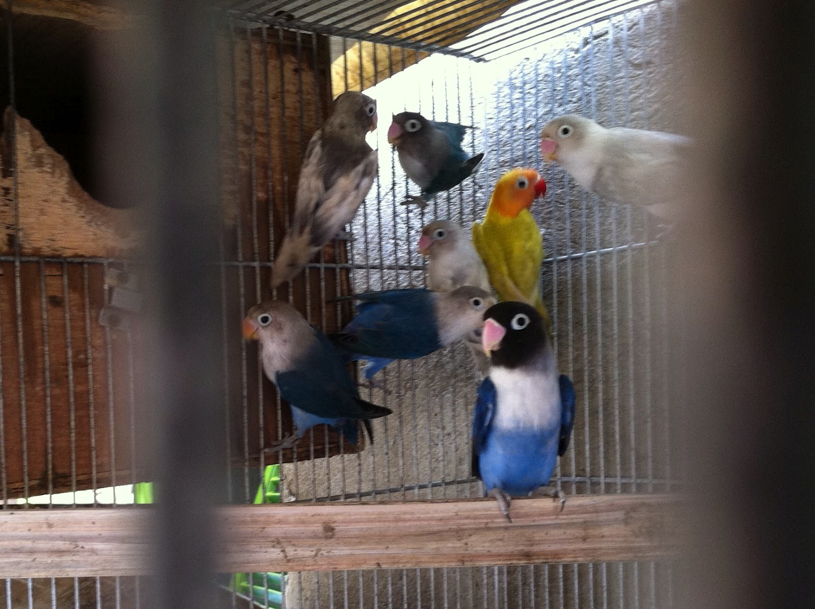 Iblog mo: African love birds for sale