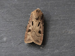 heart ragged robin notes nature dart reminds silhouette always mark dark which