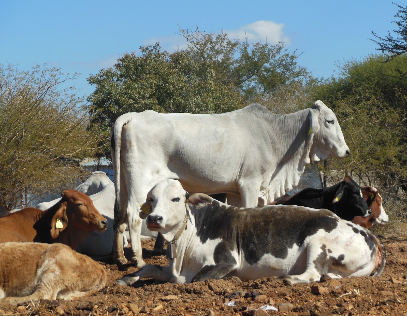 Beautiful Botswana Cattle of Botswana