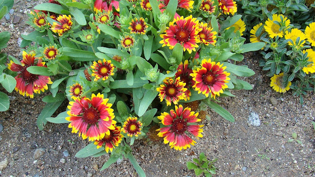 Gallardia (Gaillardia aristata Pursh.).