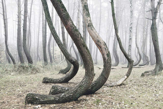 un misterioso bosque en Polonia