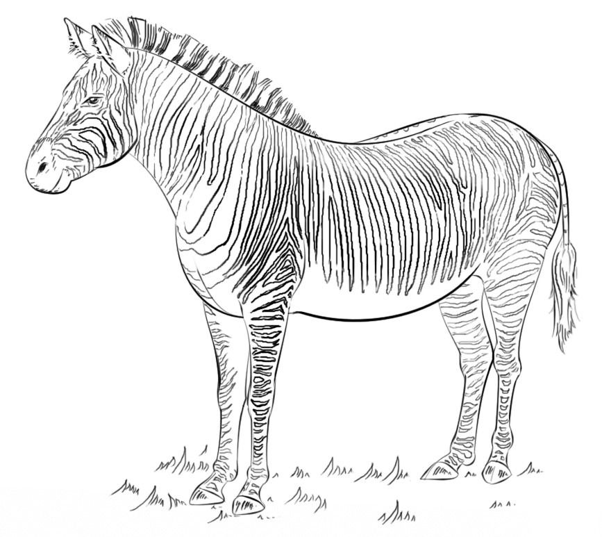 Kumpulan Gambar Mewarnai Hewan Darat Lengkap Gambarcoloring Kartun Binatang Zebra