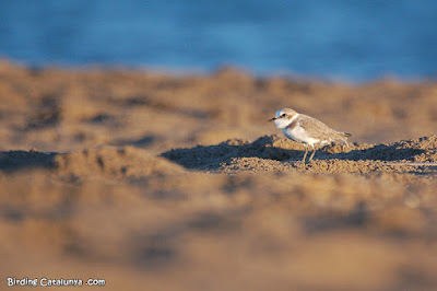 Chorlitejo patinegro en el Delta del Ebro 