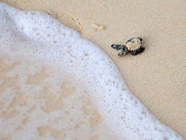 baby sea turtle at tide