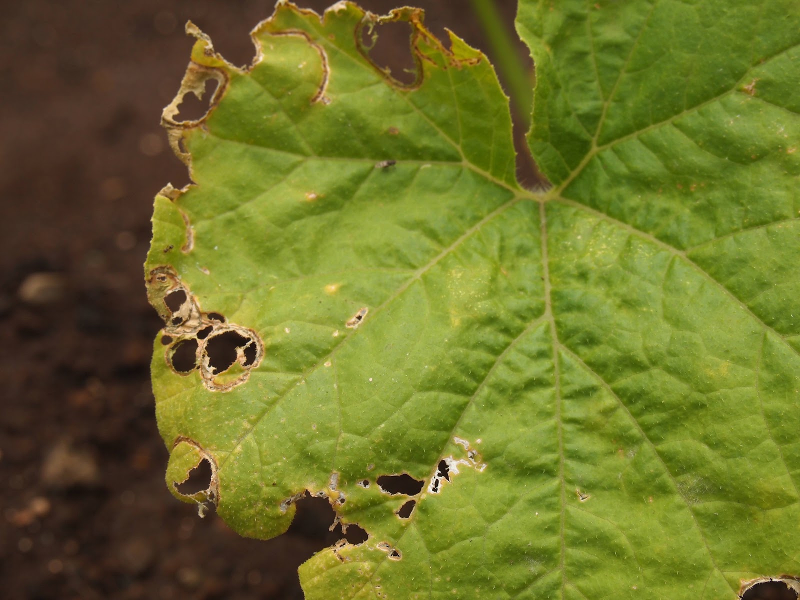 野菜の栽培記録 小玉かぼちゃの栽培日記 虫に食われた跡 白い何か ハダニ つぼみを発見