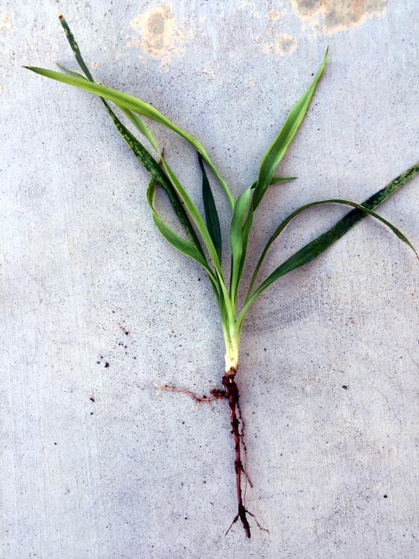 Xtremehorticulture of the Desert Nutgrass or Nutsedge Difficult to