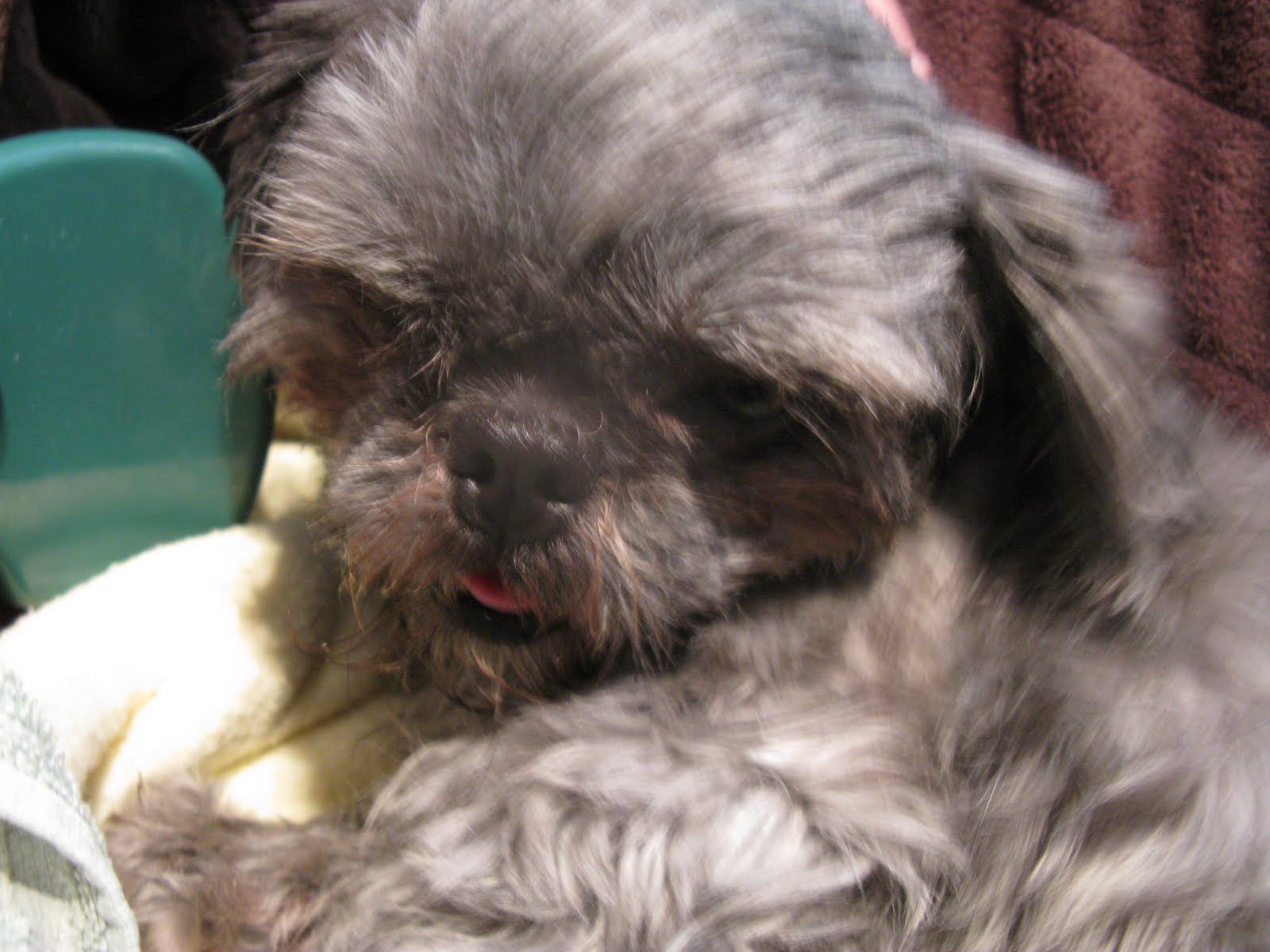 Tarry Home Tzus the home of the Chinese Chrysanthemum Dog Why do Shih