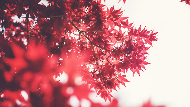 Nature in Red