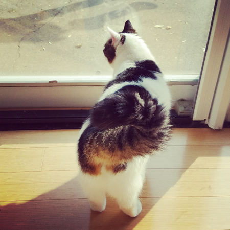 image of Olivia the White Farm Cat standing at the back door, looking out the window, swishing her tail