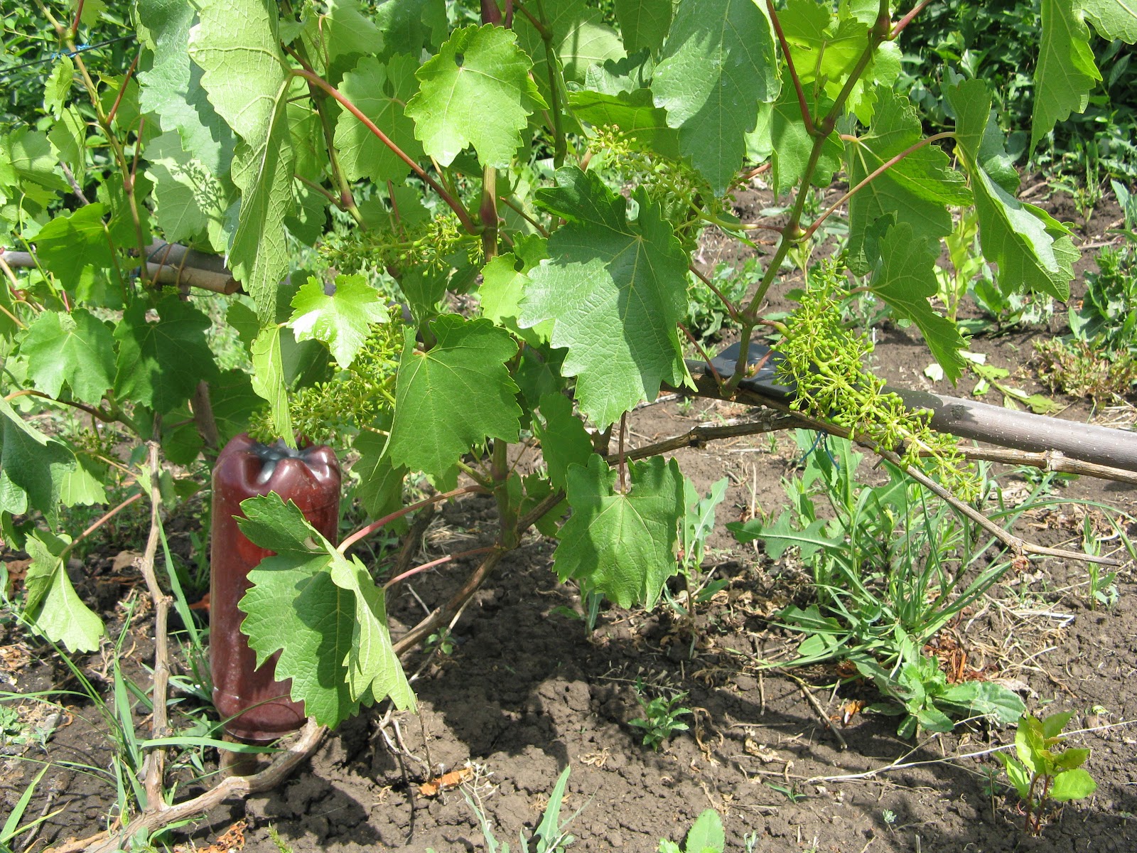 Виноград лист скручивается. Винограда милдью антракноз. Антракноз виноградных кустов. Скручиваются листья у винограда. Антракноз виноградного листа.