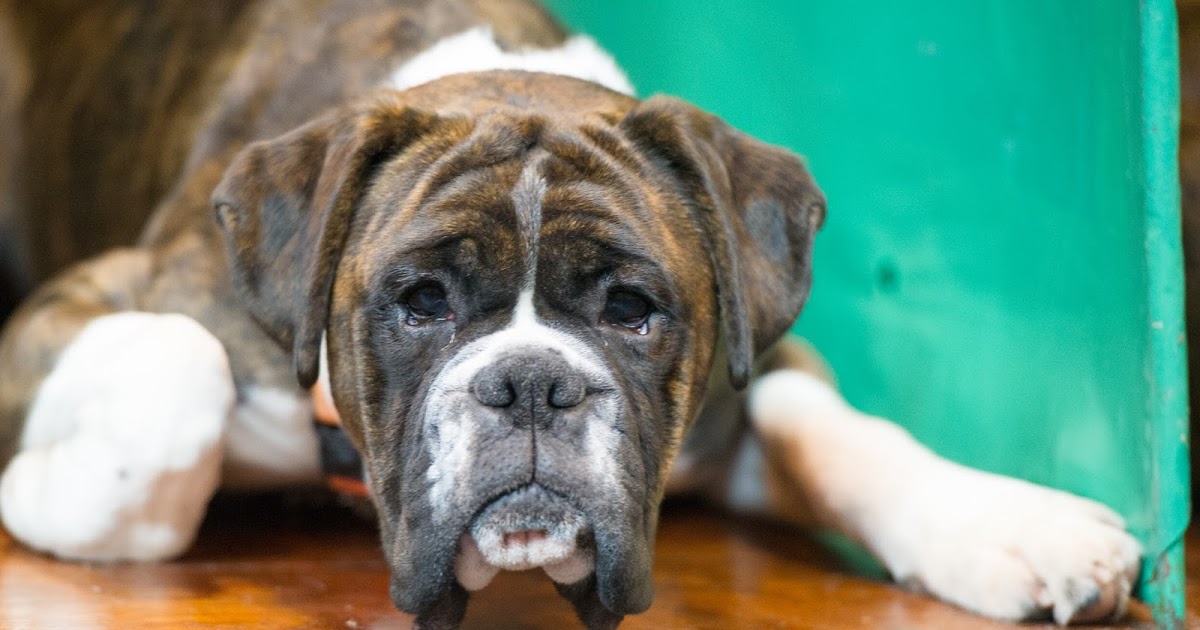 Pedigree Dogs Exposed The Blog CRUFTS 2017 Boxer noses