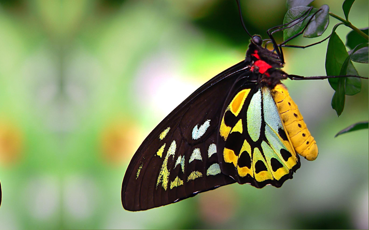 Butterfly | The Biggest Animals Kingdom