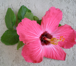 hibiscus flower walk paint him sap lying forlorn decided looked pick ground he very