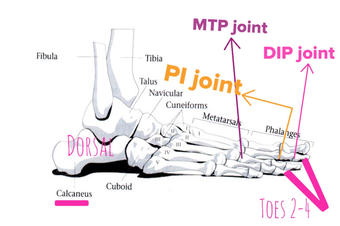 The Hip Joint Extensor Digitorum Longus of the anterior lower leg