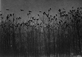 LISA LEFT EYE LOEB: Masahisa Fukase: The Solitude of Ravens