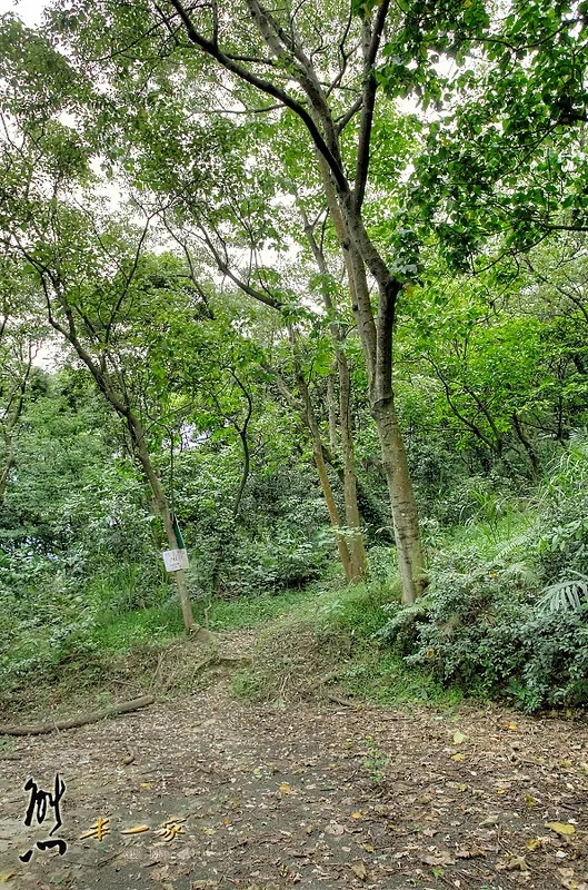 鳥瞰桃園盆地景點|五十份山登山步道