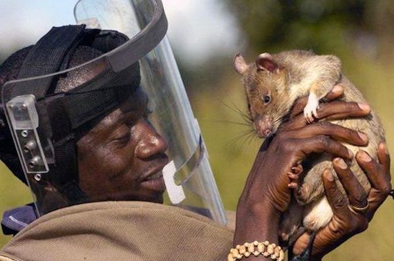 tikus penjinak ranjau darat http://www.athba.net/
