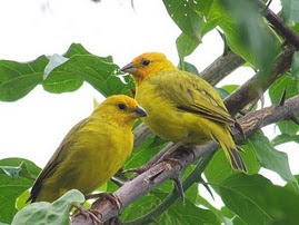 Aves de Panamá