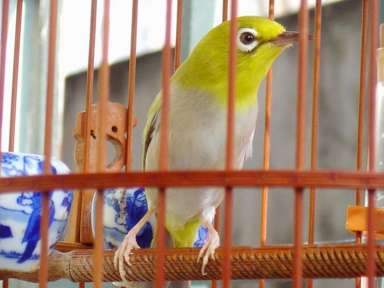 Chim Vành Khuyên hót hay cần nuôi dưỡng ra sao? | Pet Mart