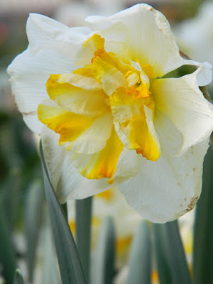 2016 Allan Gardens Conservatory Spring Flower Show White Lion daffodil  by garden muses-not another Toronto gardening blog