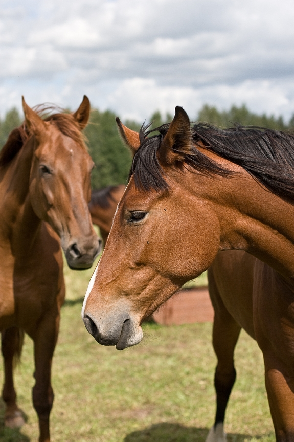 Veterinary X Ray Wild Horse Vs Domestic Horse Less Difference Than You Think