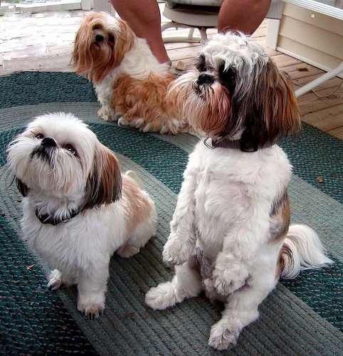 shih tzu ouvindo o seu dono