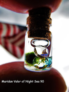 Lol, Mad Photo Editing Skills; mini marimo in a mini bottle. Check out my blog for more.