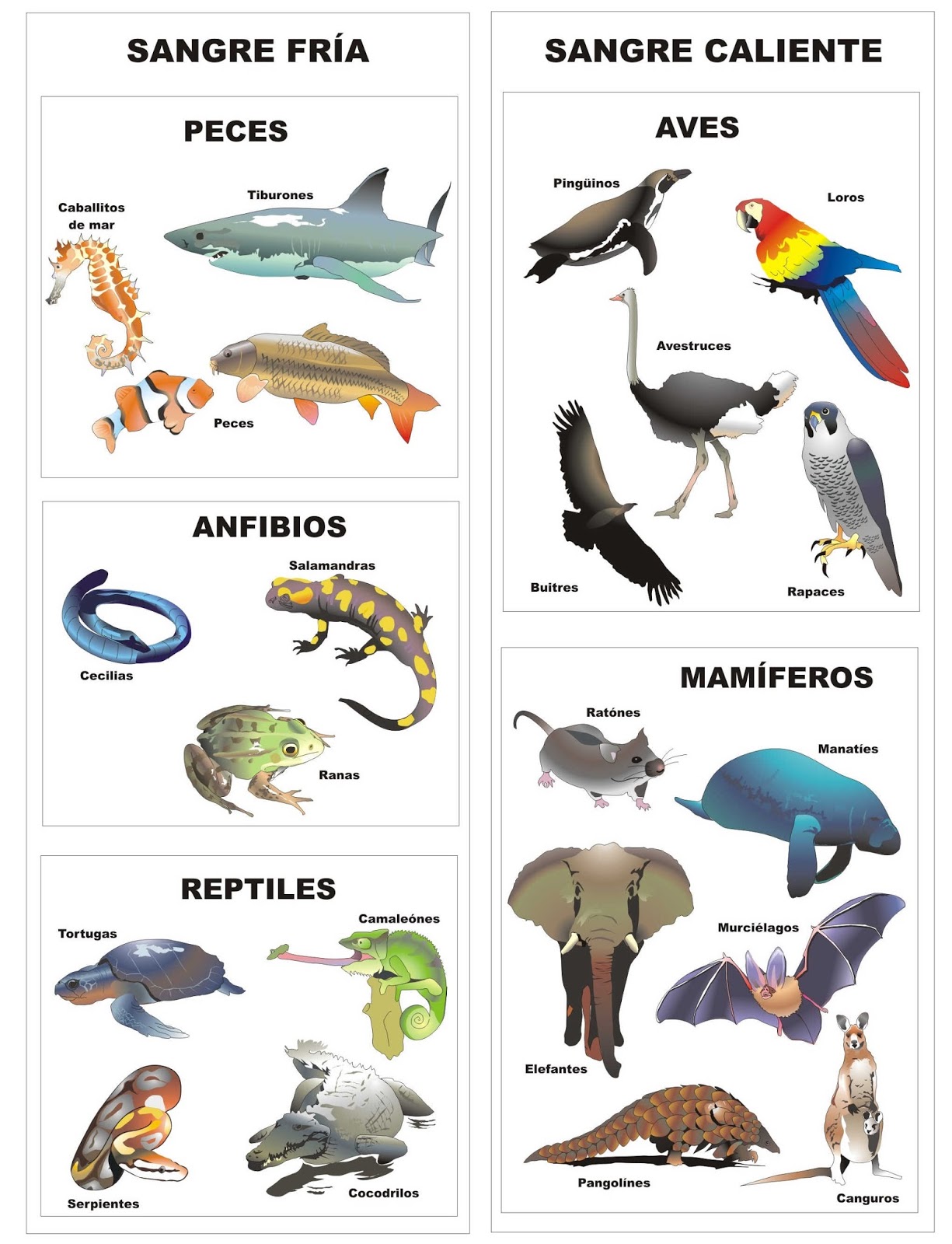Mi clase de 4º B: Animales vertebrados e invertebrados.