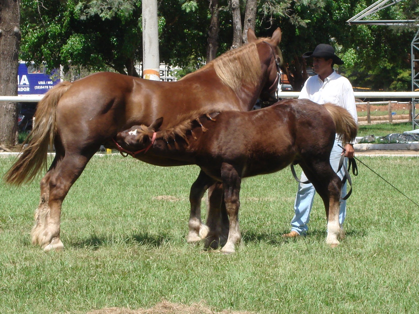 Estância do Córrego - Cavalo Percheron