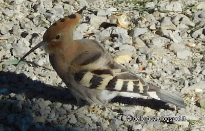 Upupa Upupa birdwatching rose percorsi olfattivi confetture tisane alla fattoria didattica dell ortica a Savigno Valsamoggia Bologna in Appennino vicino Zocca
