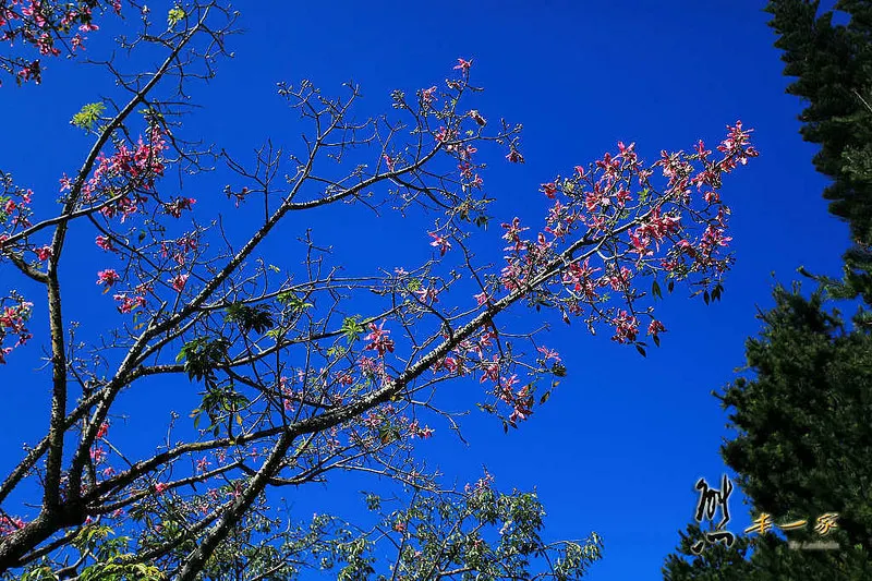 南投親子旅遊|泰雅渡假村|住宿溫泉兒童遊樂園生態休閒