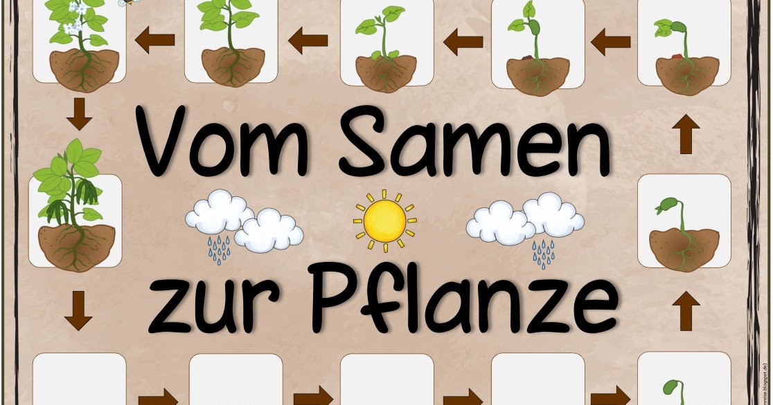 Ideenreise: Themenplakat "Vom Samen zur Pflanze"