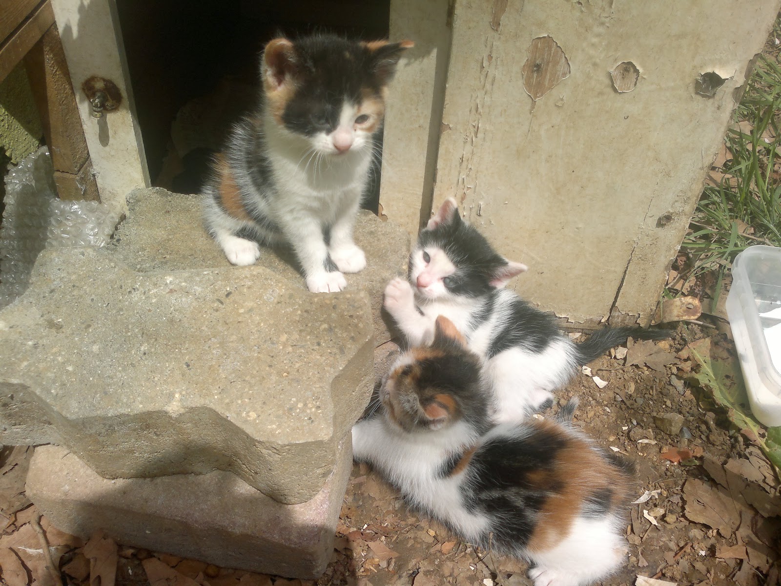 Kafe Çinçin Parkta Bahar
